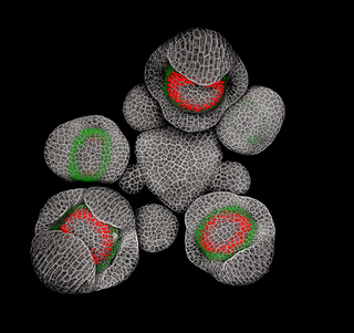 Illustration for article titled These Science Photos Are So Beautiful They're Basically Art